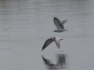 White-winged Tern / Witvleugelstern / Chlidonias leucopterus