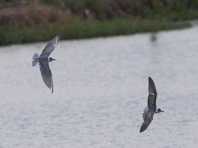 White-winged Tern / Witvleugelstern / Chlidonias leucopterus