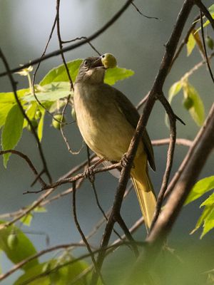 Streak-eared Bulbul / Conrads Buulbuul / Pycnonotus conradi
