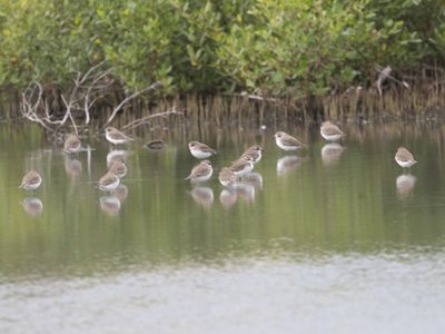 Tibetan Sand Plover / Tibetaanse Plevier / Anarhynchus atrifrons