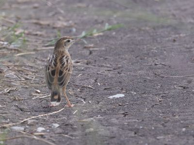Zitting Cisticola / Graszanger / Cisticola juncidis