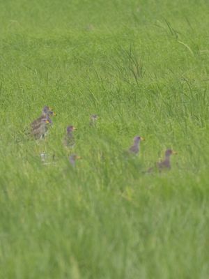 Grey-headed Lapwing / Grijskopkievit / Vanellus cinereus