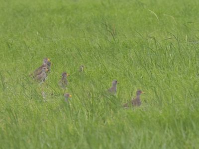 Grey-headed Lapwing / Grijskopkievit / Vanellus cinereus