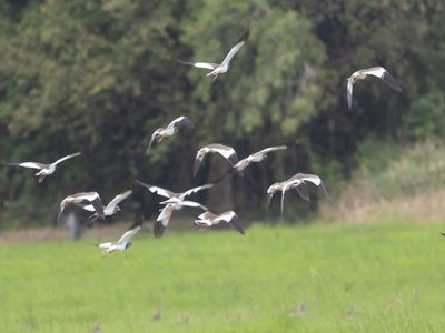 Grey-headed Lapwing / Grijskopkievit / Vanellus cinereus