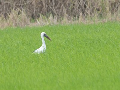 Asian Openbill / Indische Gaper / Anastomus oscitans