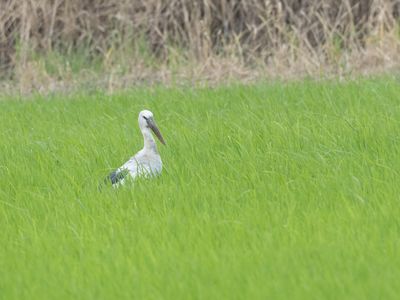 Asian Openbill / Indische Gaper / Anastomus oscitans