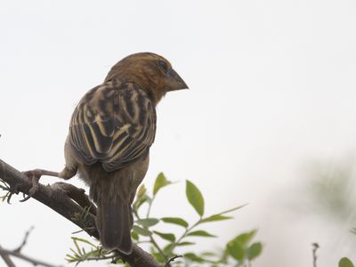 Asian Golden Weaver / Geelbuikbayawever / Ploceus hypoxanthus