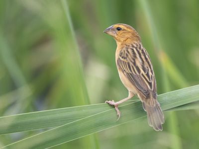 Asian Golden Weaver / Geelbuikbayawever / Ploceus hypoxanthus