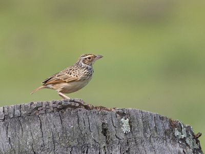 Indochinese Bush Lark / Indochinese struikleeuwerik / Plocealauda erythrocephala