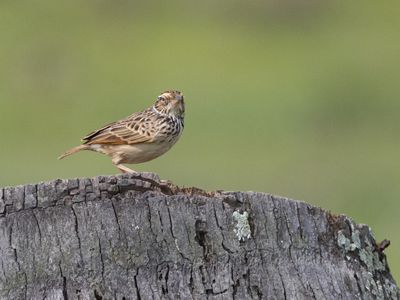 Indochinese Bush Lark / Indochinese struikleeuwerik / Plocealauda erythrocephala