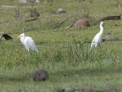 Eastern Cattle Egret / Oostelijke Koereiger / Ardea coromanda
