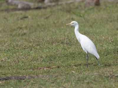 Eastern Cattle Egret / Oostelijke Koereiger / Ardea coromanda