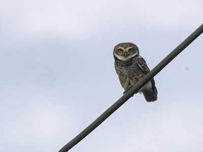 Spotted Owlet / Brahmaanse Steenuil / Athene brama