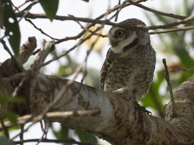 Spotted Owlet / Brahmaanse Steenuil / Athene brama