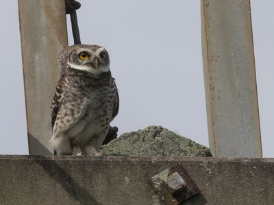 Spotted Owlet / Brahmaanse Steenuil / Athene brama
