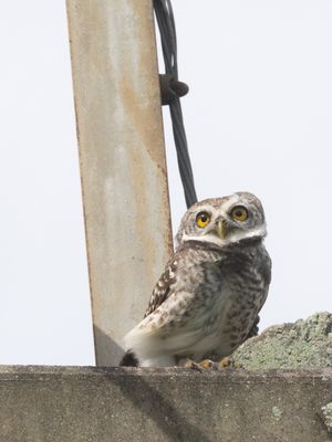 Spotted Owlet / Brahmaanse Steenuil / Athene brama