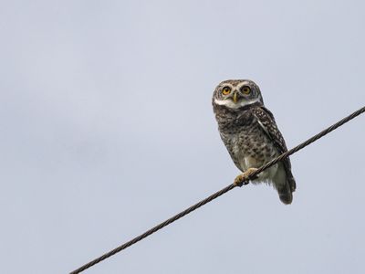 Spotted Owlet / Brahmaanse Steenuil / Athene brama