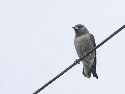 Ashy Woodswallow / Grijze Spitsvogel / Artamus fuscus