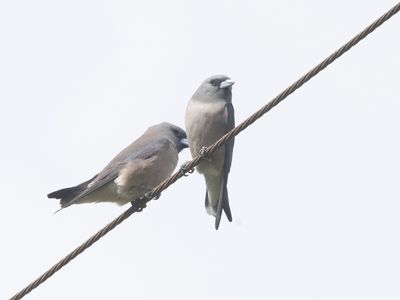 Ashy Woodswallow / Grijze Spitsvogel / Artamus fuscus