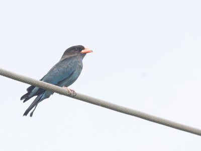 Oriental Dollarbird / Dollarvogel / Eurystomus orientalis