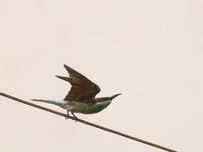 Blue-throated Bee-eater / Maleise Bijeneter / Merops viridis
