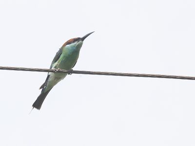 Blue-throated Bee-eater / Maleise Bijeneter / Merops viridis