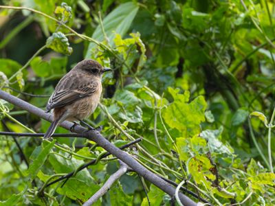 Amur Stonechat / Stejnegers Roodborsttapuit / Saxicola stejnegeri