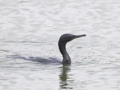 Indian Cormorant / Indische Aalscholver / Phalacrocorax fuscicollis
