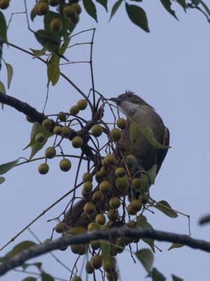 Ochraceous Bulbul / Rosse Baardbuulbuul / Alophoixus ochraceus