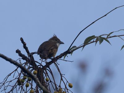Ochraceous Bulbul / Rosse Baardbuulbuul / Alophoixus ochraceus