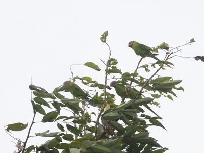 Blossom-headed Parakeet / Bloesemkopparkiet / Psittacula roseata