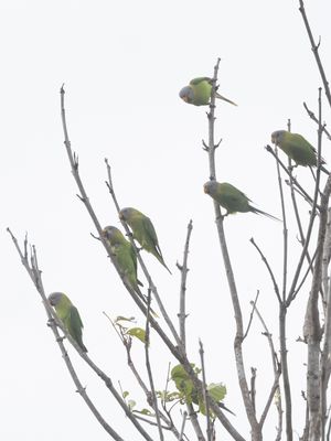 Blossom-headed Parakeet / Bloesemkopparkiet / Psittacula roseata