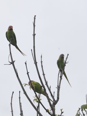 Blossom-headed Parakeet / Bloesemkopparkiet / Psittacula roseata