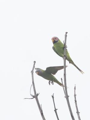 Blossom-headed Parakeet / Bloesemkopparkiet / Psittacula roseata
