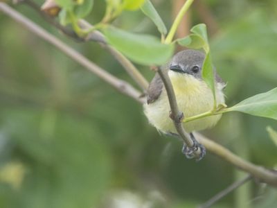 Golden-bellied Gerygone / Goudbuikmangrovezanger / Gerygone sulphurea