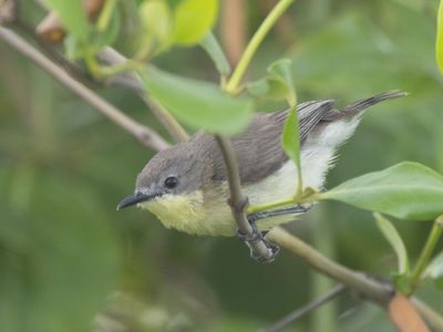 Golden-bellied Gerygone / Goudbuikmangrovezanger / Gerygone sulphurea