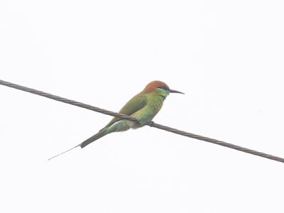 Asian Green Bee-eater / Aziatische Kleine Groene Bijeneter / Merops orientalis