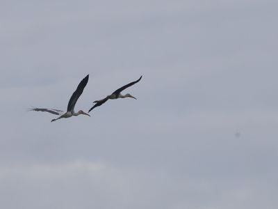 Painted Stork / Indische Nimmerzat / Mycteria leucocephala