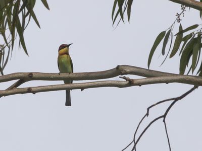 Chestnut-headed Bee-eater / Bruinkopbijeneter / Merops leschenaulti