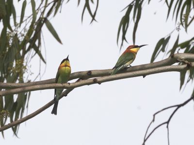 Chestnut-headed Bee-eater / Bruinkopbijeneter / Merops leschenaulti