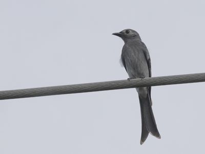 Ashy Drongo / Grijze Drongo / Dicrurus leucophaeus