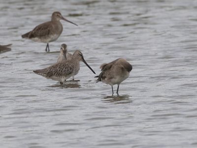 Asian Dowitcher / Aziatische Grijze Snip / Limnodromus semipalmatus