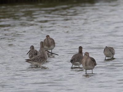 Asian Dowitcher / Aziatische Grijze Snip / Limnodromus semipalmatus