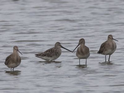 Asian Dowitcher / Aziatische Grijze Snip / Limnodromus semipalmatus