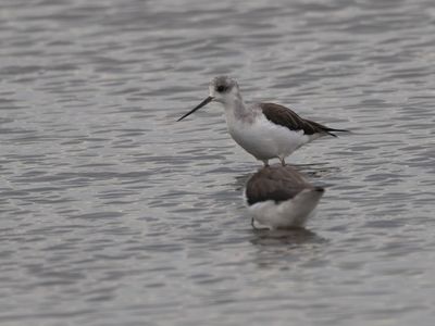 Marsh Sandpiper / Poelruiter / Tringa stagnatilis