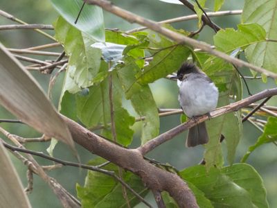 Ashy Bulbul / Asgrijze Bulbul / Hemixos flavala