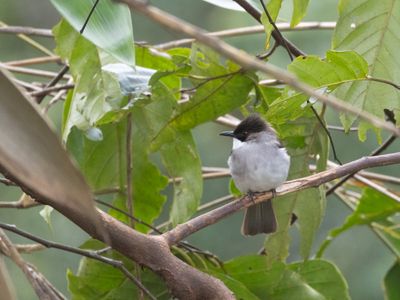 Ashy Bulbul / Asgrijze Bulbul / Hemixos flavala