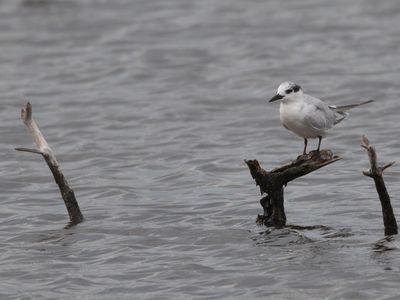 Whiskered Tern / Witwangstern / Chlidonias hybrida