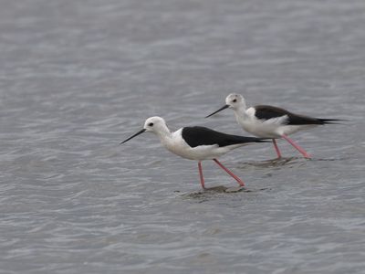 Black-winged Stilt / Steltkluut / Himantopus himantopus