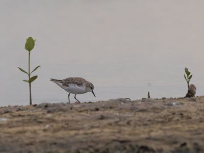 Red-necked Stint / Roodkeelstrandloper / Calidris ruficollis
